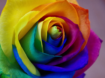 Colorful, rose, close up HD wallpaper