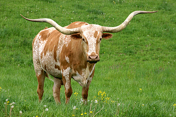 Texas longhorn cattle, Cattle , Longhorn cow, Texas pride HD wallpaper