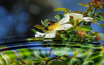 Plants, Flowers, Water, Insects, Bees HD wallpaper
