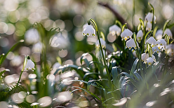 Snowdrops, white, flowers, spring HD wallpaper