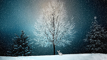 Winter Snow Tree , winter, snow, trees HD wallpaper