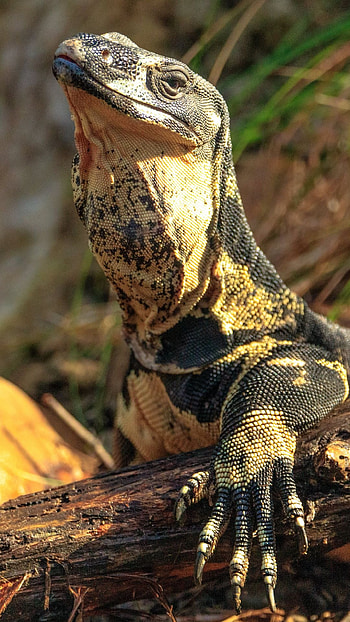 Monitor lizard, High-definition , Distinctive reptile, backgrounds HD phone wallpaper
