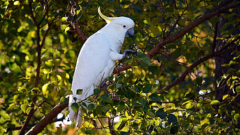 Cockatoo , Vibrant backgrounds, Majestic bird HD wallpaper