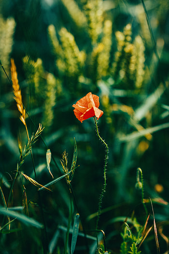 Flowers, Flower, Plant, Close-Up, Bloom, Flowering, Poppy HD phone wallpaper