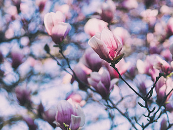 Flowers, Pink, Branches, Bloom, Flowering, Magnolia HD wallpaper