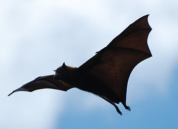 Flying fox, fruit, bat, eating, big HD wallpaper