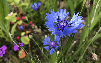 Cornflower, meadow, nature, flowers, macro HD wallpaper