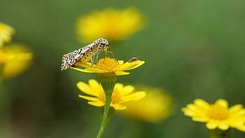 Small moth feeding on dahlberg daisy, Delicate nature interaction, Beautiful stock footage, Captivating visuals HD wallpaper