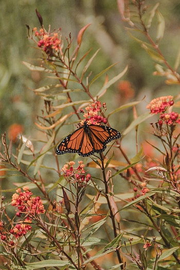 Animals, Plants, Flower, Insect, Butterfly, Wings, Monarch Butterfly, Butterfly Monarch HD phone wallpaper