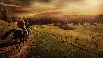 Equitation sports, Horse riding, , Hintergrnde HD wallpaper