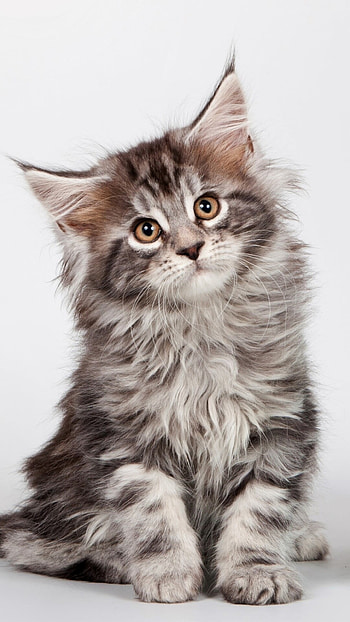 Cat lover's dream, Maine Coon magnificence, wonder, Regal beauty HD phone wallpaper