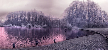 Winter, trees, lake, snow HD wallpaper