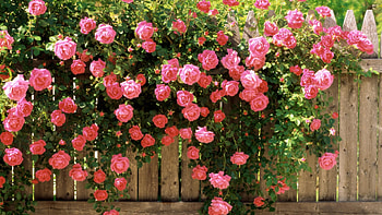 Rose Flowers, Flowers, plant, Nature, Rose HD wallpaper