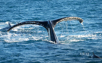 Tail of Humpback Whale Queensland Australia, Tail, Humpback, Australia, of, Whale, Queensland HD wallpaper