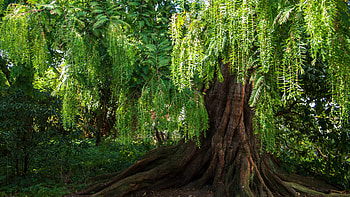 Willow Tree, Natural improvement, Red list HD wallpaper