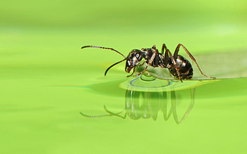 Ant , Dynamic ant , Eye-catching design, Perfect for screens HD wallpaper