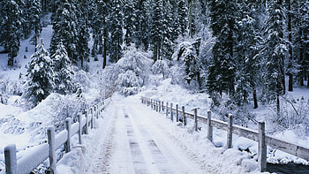Forest's Winter, winter, path, fence, nature, forest HD wallpaper