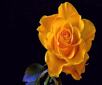 Golden love, rose, black, leaves, flower, gold HD wallpaper