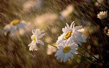 Plants, Flowers, Camomile HD wallpaper