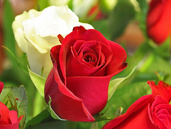 Roses, rose, white, beautiful, red HD wallpaper