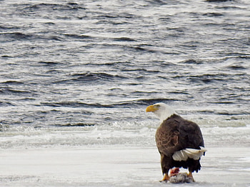 Winter Eagle, Bird, Winter, Ice, graphy, Snow, Lake, Eagle HD wallpaper
