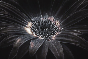 flower, still life, white, black, graphy, flowers HD wallpaper