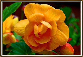 BEAUTIFUL FLOWER, FLOWER, PRETTY, NATURE HD wallpaper