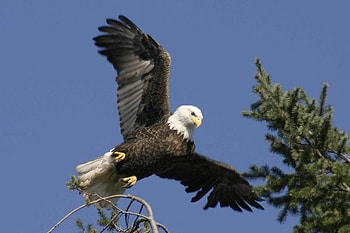 Animals, Feather, Bird, Predator, Wings, Eagle HD wallpaper