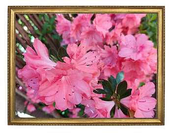 FRAMED FLOWERS, FREAMED, NATURE, FLOWERS HD wallpaper