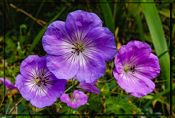FRAMED FLOWERS, FLOWERS, NATURE, FRAMED HD wallpaper