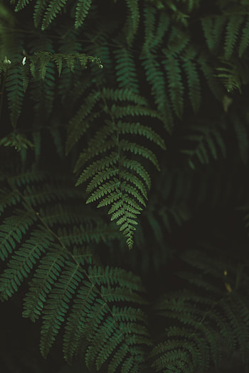 Nature, Leaves, Macro, Fern, Blur, Smooth HD phone wallpaper