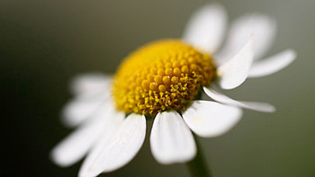 Camomile, Flower, Macro, Petals, Chamomile HD wallpaper