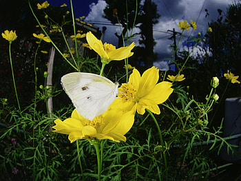 White Butterfly, white, beautiful, butterfly HD wallpaper