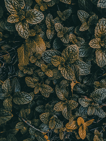 Nature, Grass, Leaves, Plant, Dark HD phone wallpaper