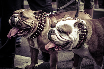 Animals, Dogs, Couple, Pair, Leash, Collar, Bulldogs HD wallpaper