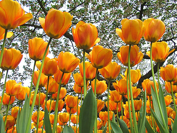 Flowers, Trees, Tulips, Spring, Mood HD wallpaper