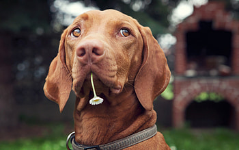 Animals, Dogs HD wallpaper