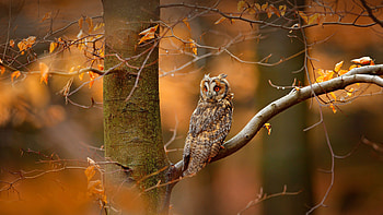 Long-eared owl (asio otus) in the Bohemian-Moravian Highlands of the Czech Republic, long eared owl, Animal, owl HD wallpaper