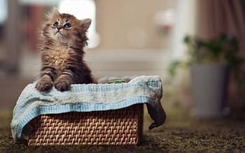 Animals, Fluffy, Kitty, Kitten, Basket, Material, Curiosity, Look HD wallpaper