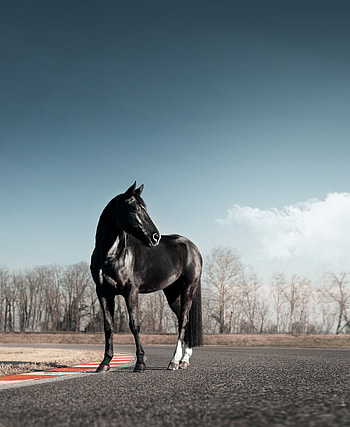 Horse 2, sky HD phone wallpaper