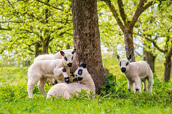 Lambs, animal, sheep, green, miel, cute, easter, spring, lamb, oi HD wallpaper