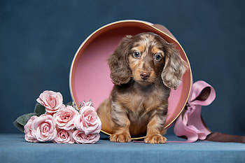 Puppy, rose, dog, pink, flower, cute, svetlana pisareva, caine, brown HD wallpaper