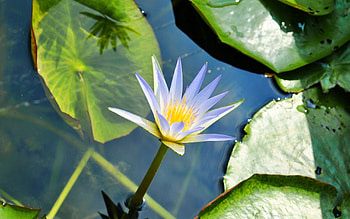 Flowers, Water, Leaves, Drops, Swamp, Greens, Water Lily HD wallpaper