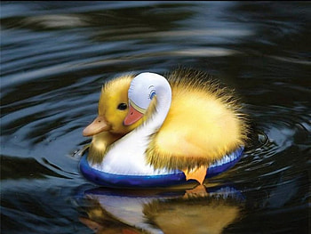 Taking lessons, white, bird, situation, cute, spring, yellow, funny, easter, water, duckling HD wallpaper