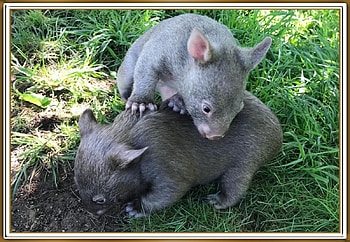 CUTE BABY WOMBATS, NATURE, CUTE, , WOMBATS HD wallpaper