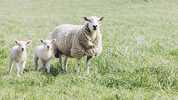 Sheep background , que grazing scenes, Nature's beauty, Peaceful countryside HD wallpaper
