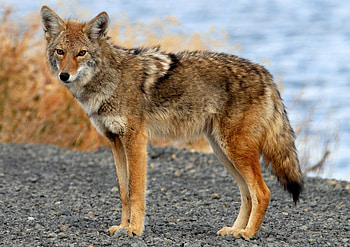 Coyote background, , Visual appeal, Background aesthetics HD wallpaper