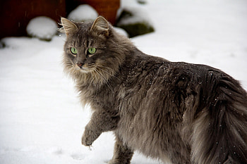 Animals, Snow, Cat, Fluffy, Stroll, Caution HD wallpaper