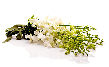 Flowers, Bouquet, Tape, Snow White HD wallpaper