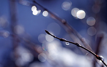 Background, Drops, Macro, Glare, Branches, Bokeh, Boquet HD wallpaper